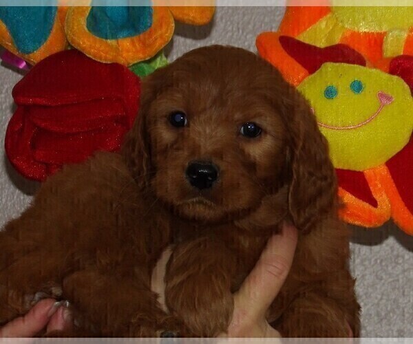Full screen Photo #5 Goldendoodle Puppy For Sale in BARNUM, IA, USA