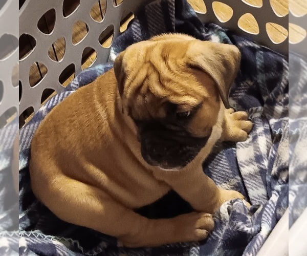 Medium Photo #3 Olde English Bulldogge Puppy For Sale in WINGATE, NC, USA