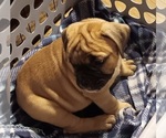 Small Photo #23 Olde English Bulldogge Puppy For Sale in WINGATE, NC, USA