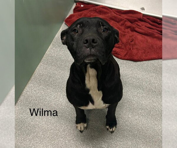 Medium Photo #1 Mutt Puppy For Sale in Palmetto, FL, USA