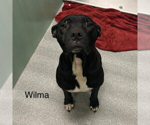 Mutt Dogs for adoption in Palmetto, FL, USA