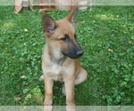 Puppy 0 German Shepherd Dog-Malinois Mix