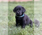 Small Photo #8 Labrador Retriever Puppy For Sale in GLADSTONE, VA, USA