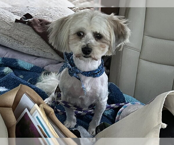 Medium Photo #1 Lhasa Apso-Unknown Mix Puppy For Sale in Santa Cruz, CA, USA