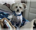 Small Lhasa Apso Mix