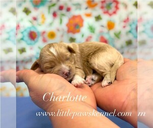 Maltipoo (Miniature) Puppy for sale in WINNSBORO, LA, USA