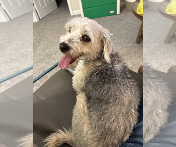 Medium Photo #1 Poodle (Miniature)-Unknown Mix Puppy For Sale in Holly Springs, NC, USA