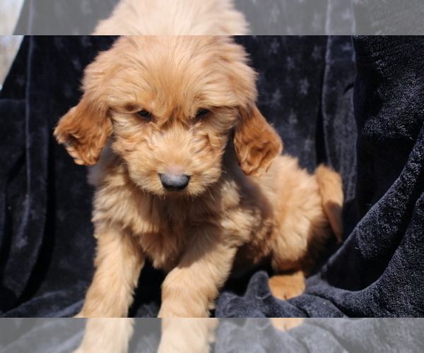 Medium Photo #9 Goldendoodle (Miniature) Puppy For Sale in BLOOMINGTON, IN, USA