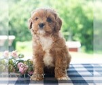 Small #5 Cavapoo (Miniature)