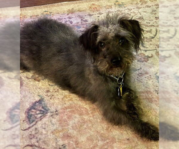 Medium Photo #5 Mutt Puppy For Sale in Plymouth, MN, USA