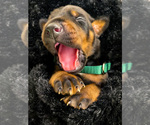 Puppy 5 Doberman Pinscher