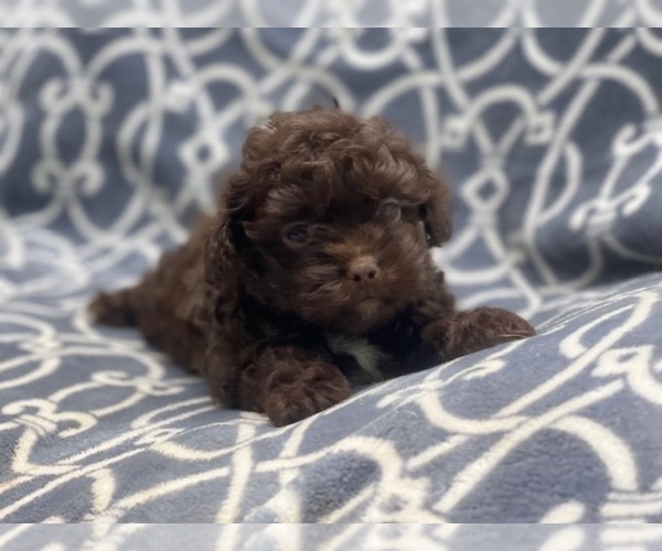 Medium Photo #10 ShihPoo Puppy For Sale in LAKELAND, FL, USA