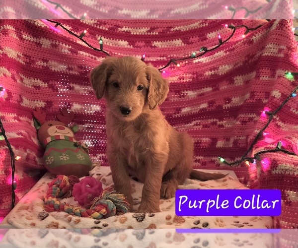 Medium Photo #2 Goldendoodle Puppy For Sale in BATTLE GROUND, WA, USA