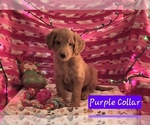 Small #1 Goldendoodle