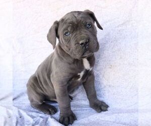 Cane Corso Puppy for sale in NARVON, PA, USA