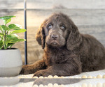 Small #1 Labradoodle