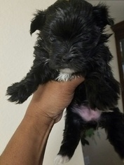 Morkie Puppy for sale in ROCKWALL, TX, USA