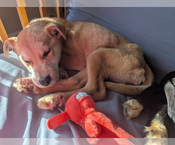 Medium Photo #4 Labrador Retriever-Shiba Inu Mix Puppy For Sale in Calhoun, GA, USA