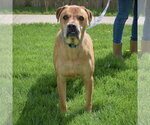Small #3 American Staffordshire Terrier Mix