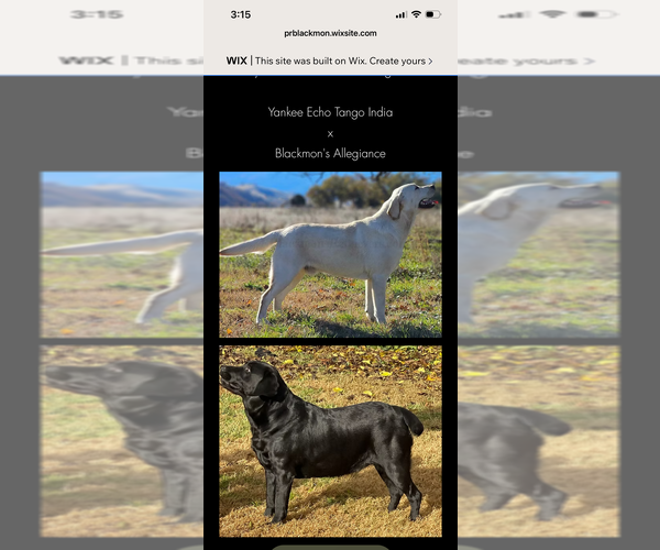 Medium Photo #6 Labrador Retriever Puppy For Sale in BROWNS VALLEY, CA, USA