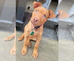 Small #1 Vizsla Mix