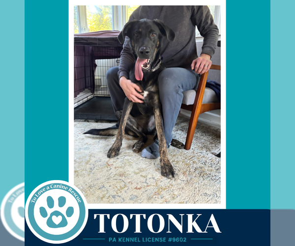 Medium Photo #3 Great Dane-Unknown Mix Puppy For Sale in Kimberton, PA, USA