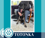 Small Photo #3 Great Dane-Unknown Mix Puppy For Sale in Kimberton, PA, USA
