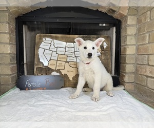Medium German Shepherd Dog