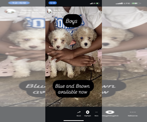 Poodle (Toy) Puppy for sale in MARRERO, LA, USA
