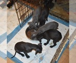 Small Photo #3 Italian Greyhound Puppy For Sale in GRAHAM, WA, USA