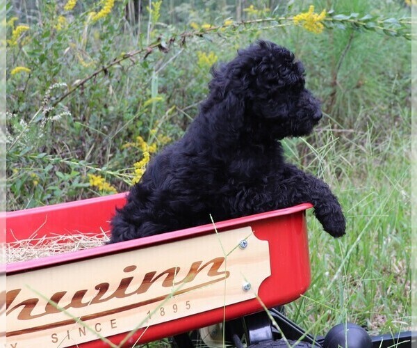 Medium Photo #17 Poodle (Standard) Puppy For Sale in LAKE CITY, FL, USA