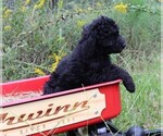 Small Photo #17 Poodle (Standard) Puppy For Sale in LAKE CITY, FL, USA