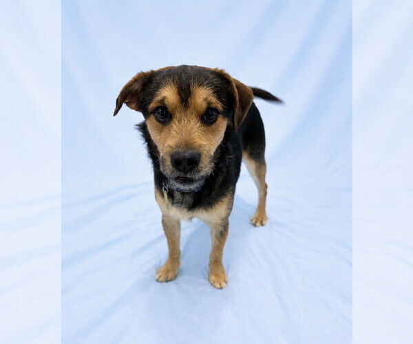 Medium Photo #6 Mutt Puppy For Sale in Sandy, UT, USA