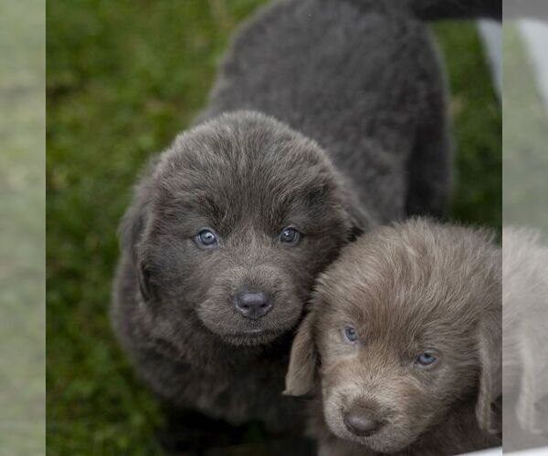 Medium Photo #5 Newfoundland Puppy For Sale in KINZERS, PA, USA
