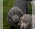 Small Photo #5 Newfoundland Puppy For Sale in KINZERS, PA, USA
