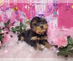 Small Photo #9 Yorkshire Terrier Puppy For Sale in HARKER HEIGHTS, TX, USA
