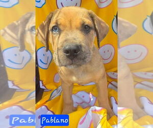 Catahoula Leopard Dog-Unknown Mix Dogs for adoption in Alexander, AR, USA