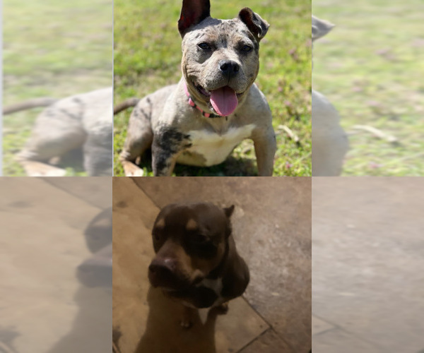 Medium Photo #1 American Bully Puppy For Sale in ELLENWOOD, GA, USA
