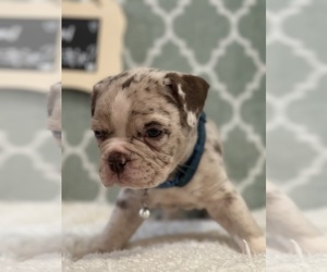 Olde English Bulldogge Puppy for sale in WYLIE, TX, USA