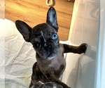 Small #1 French Bulldog