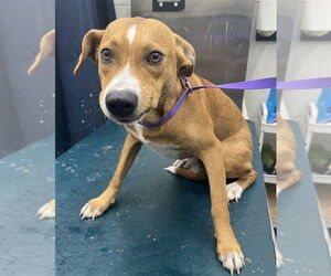 Labrador Retriever Dogs for adoption in Mobile, AL, USA