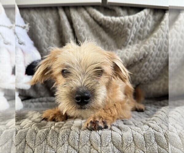 Medium Photo #3 Morkie Puppy For Sale in WILLIAMSBURG, IN, USA