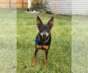Miniature Pinscher-Unknown Mix Dogs for adoption in Spring Lake, NC, USA