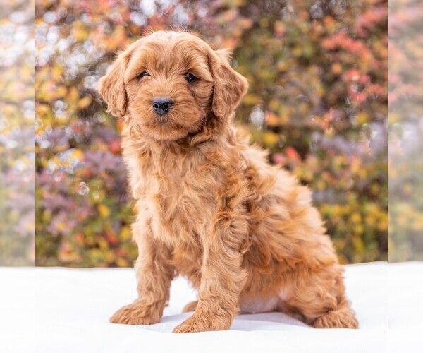 Medium Photo #4 Goldendoodle-Poodle (Miniature) Mix Puppy For Sale in MYERSTOWN, PA, USA