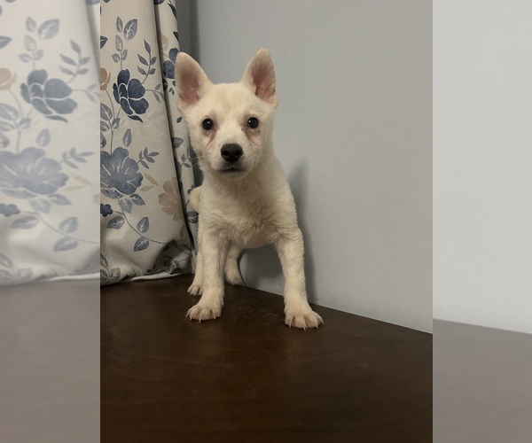 Medium Photo #17 Alaskan Klee Kai Puppy For Sale in DURHAM, CT, USA