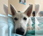 Small #5 Siberian Husky Mix