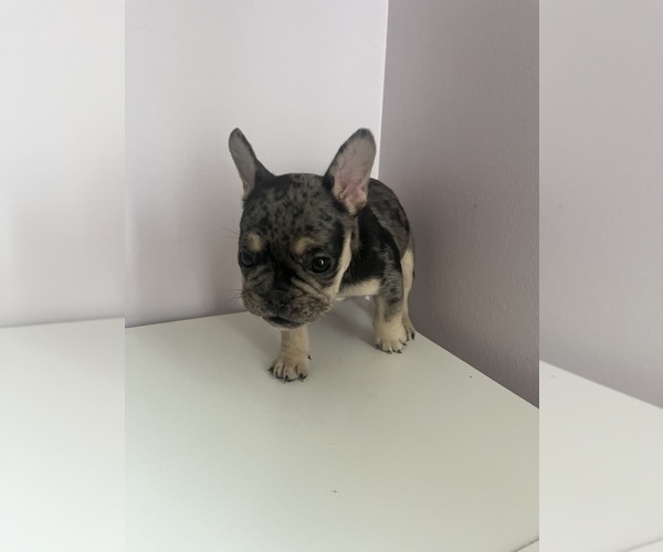 Medium Photo #1 French Bulldog Puppy For Sale in OSWEGO, IL, USA