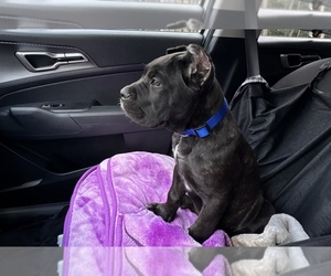 Cane Corso Puppy for sale in NEW PORT RICHEY, FL, USA
