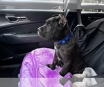 Small Cane Corso