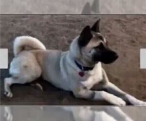 Akita Dogs for adoption in MORENO VALLEY, CA, USA